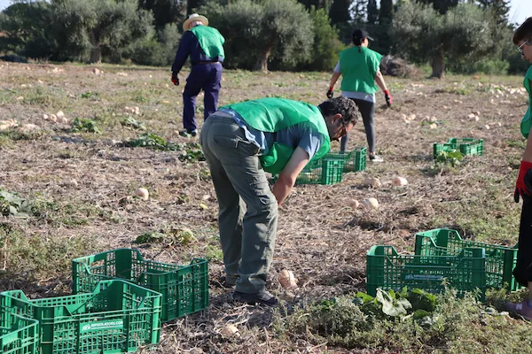 Persones enmig d’un camp de conreu recollint fruita per evitar el malbaratament, fent una espigolada.